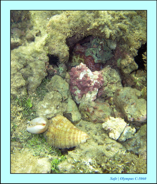 2005 - 11 - Porto de galinhas - piscines naturelles 38.JPG